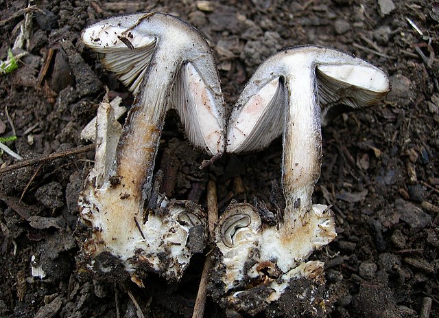 Volvariella  terrea  sp.nov.